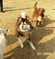對於有攻擊傾向的狗狗,我們該拿它怎麼辦?