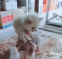 對於有攻擊傾向的狗狗,我們該拿它怎麼辦?