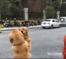 對於有攻擊傾向的狗狗,我們該拿它怎麼辦?