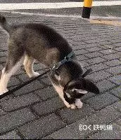 對於有攻擊傾向的狗狗,我們該拿它怎麼辦?