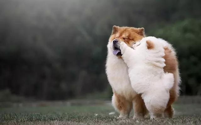 闢謠:狗狗會近親繁殖,是因為狗狗成年後會認不出媽媽?