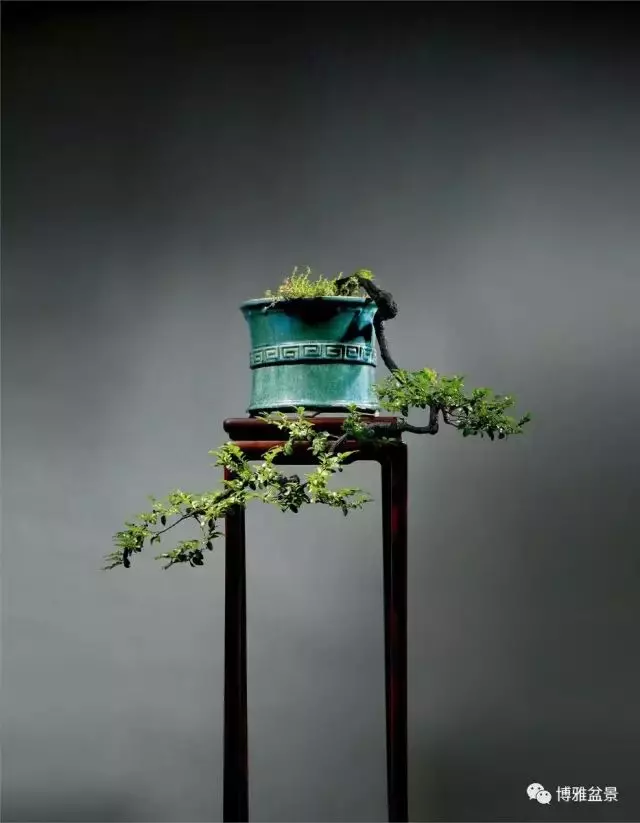 它不僅是收藏界追捧的寵兒,同時也是盆景界飄逸的仙子