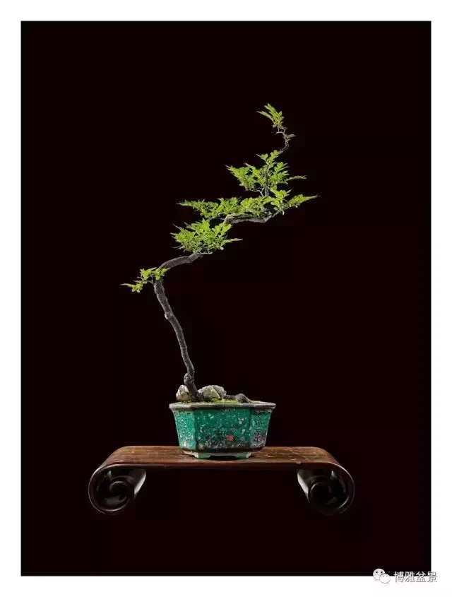 它不僅是收藏界追捧的寵兒,同時也是盆景界飄逸的仙子