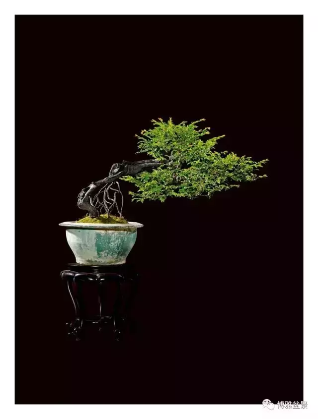 它不僅是收藏界追捧的寵兒,同時也是盆景界飄逸的仙子