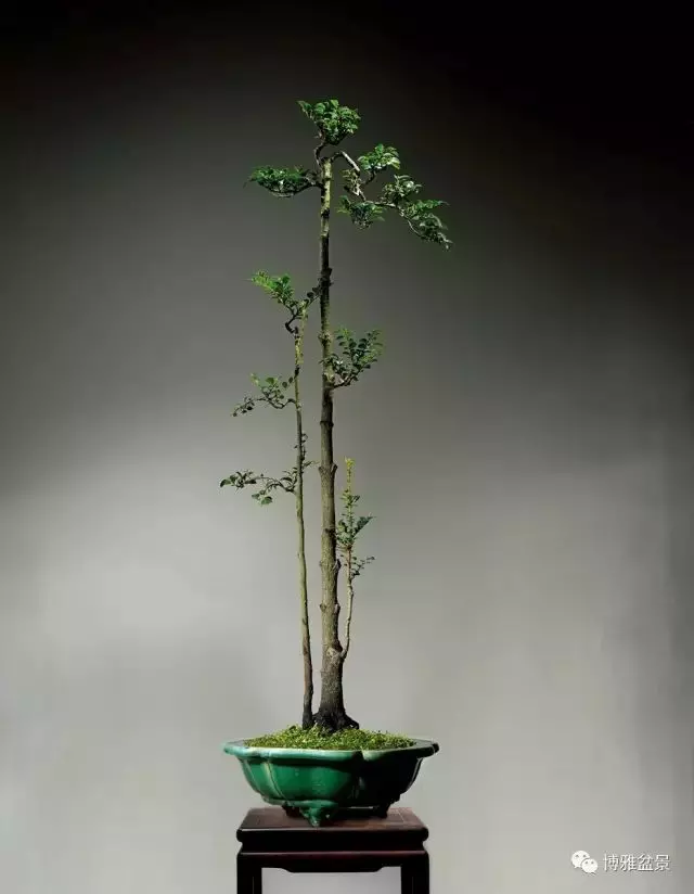 它不僅是收藏界追捧的寵兒,同時也是盆景界飄逸的仙子