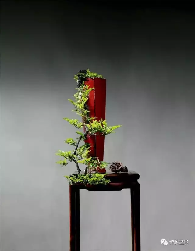 它不僅是收藏界追捧的寵兒,同時也是盆景界飄逸的仙子