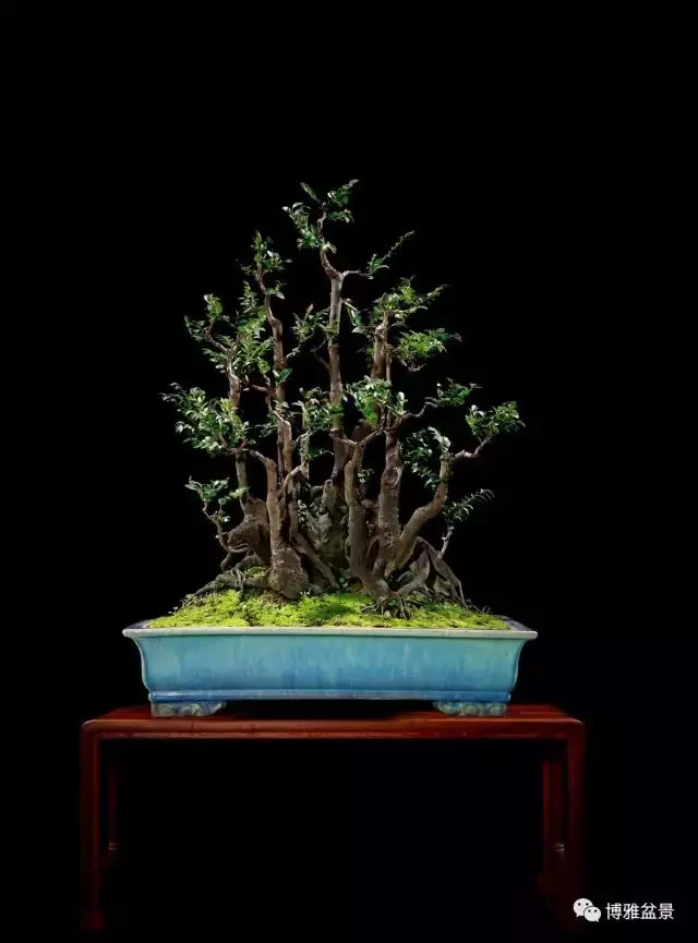 它不僅是收藏界追捧的寵兒,同時也是盆景界飄逸的仙子