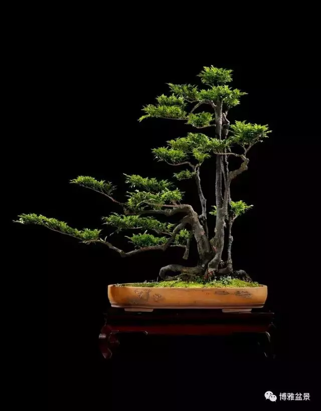 它不僅是收藏界追捧的寵兒,同時也是盆景界飄逸的仙子
