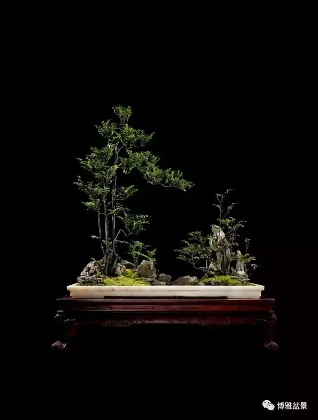 它不僅是收藏界追捧的寵兒,同時也是盆景界飄逸的仙子