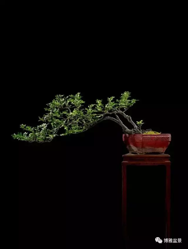 它不僅是收藏界追捧的寵兒,同時也是盆景界飄逸的仙子