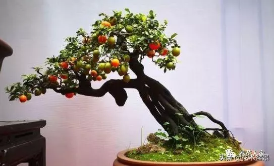 盆景製作中剪枝的五去五留法