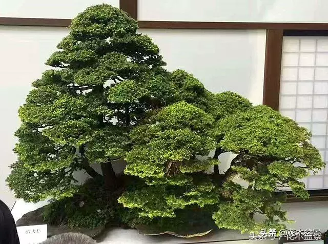 盆景製作中剪枝的五去五留法