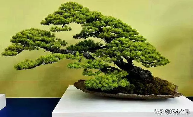 盆景製作中剪枝的五去五留法
