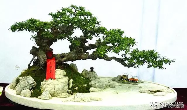 盆景製作中剪枝的五去五留法