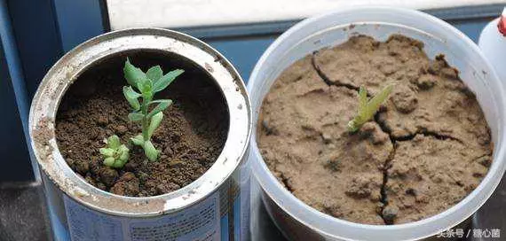 花盆土變硬板結怎麼辦?老花農教你一招,不用換土花兒也蹭蹭長好
