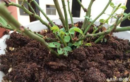 花盆土變硬板結怎麼辦?老花農教你一招,不用換土花兒也蹭蹭長好