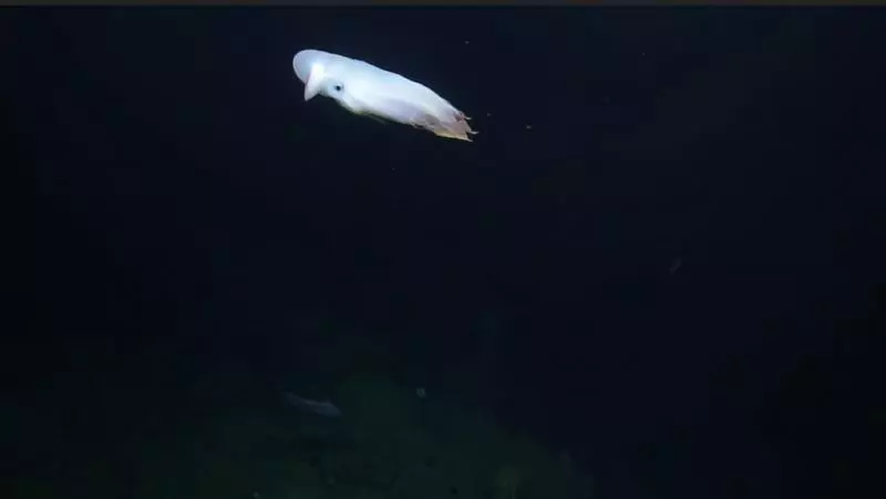 影/深海驚見「神秘小飛象」耳朵拍不停 觸角張開的蠢萌樣超夢幻♥
