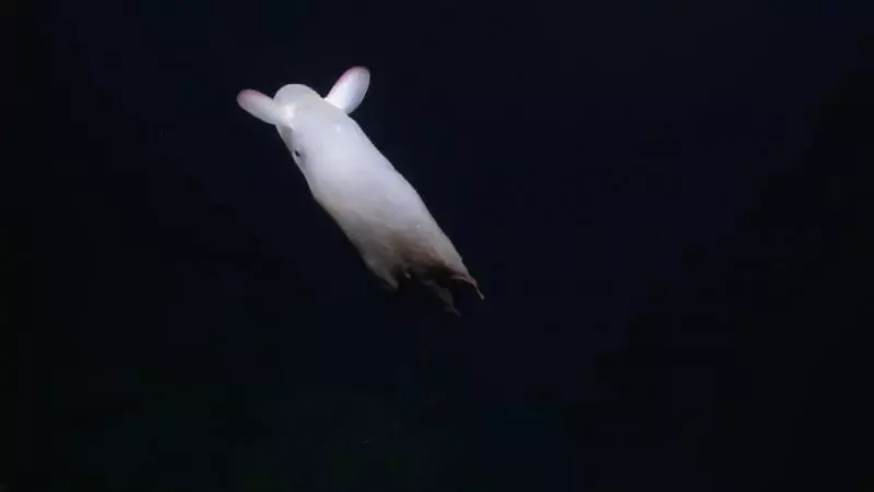 影/深海驚見「神秘小飛象」耳朵拍不停 觸角張開的蠢萌樣超夢幻♥