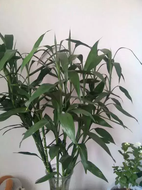 過年了,客廳擺上這3種花,鎮宅事業旺,還能淨化空氣,沒有的趕緊買