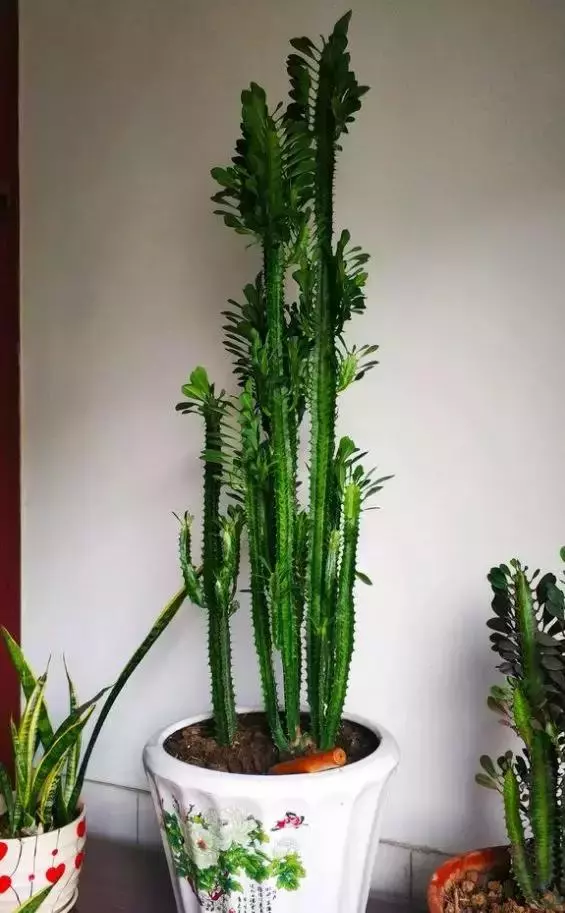 過年了,客廳擺上這3種花,鎮宅事業旺,還能淨化空氣,沒有的趕緊買