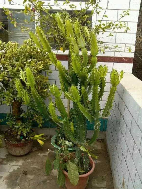 過年了,客廳擺上這3種花,鎮宅事業旺,還能淨化空氣,沒有的趕緊買