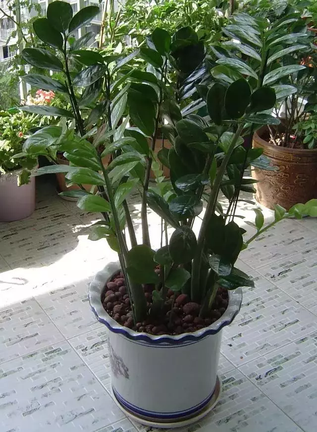 過年了,客廳擺上這3種花,鎮宅事業旺,還能淨化空氣,沒有的趕緊買