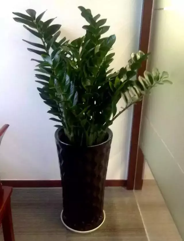 過年了,客廳擺上這3種花,鎮宅事業旺,還能淨化空氣,沒有的趕緊買