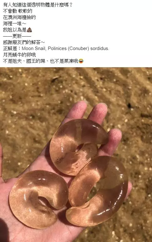 海邊撿到「3條奇特透明物體」 網友瘋傳它是姊夫...專家出面神解答網驚呆:漲知識啦