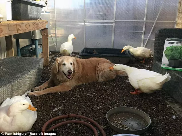 吃貨金「偷吃鴨飼料」天天被追打 兩隻日久生情從仇家變麻吉