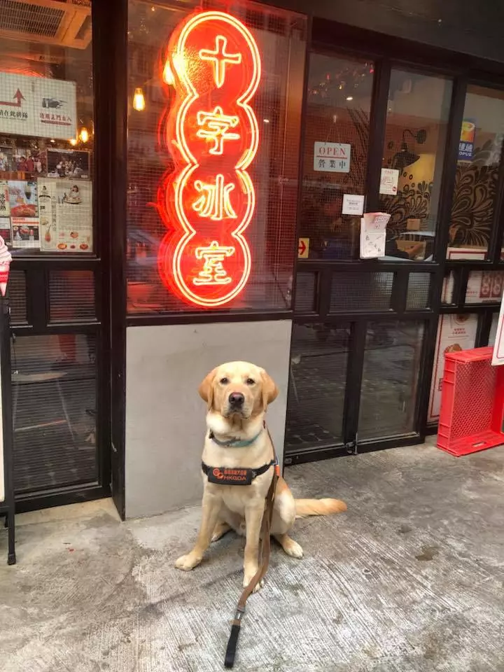 市民要求視障服務犬「會嚇哭小孩」該戴口罩 保護團體傻眼:你見過警犬戴?