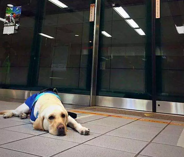 市民要求視障服務犬「會嚇哭小孩」該戴口罩 保護團體傻眼:你見過警犬戴?