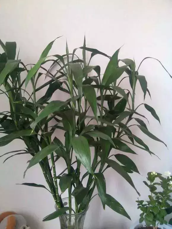 過年了,客廳擺上這3種花,鎮宅事業旺,還能淨化空氣,沒有的趕緊買