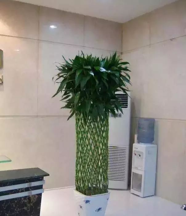 過年了,客廳擺上這3種花,鎮宅事業旺,還能淨化空氣,沒有的趕緊買