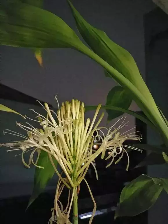 過年了,客廳擺上這3種花,鎮宅事業旺,還能淨化空氣,沒有的趕緊買