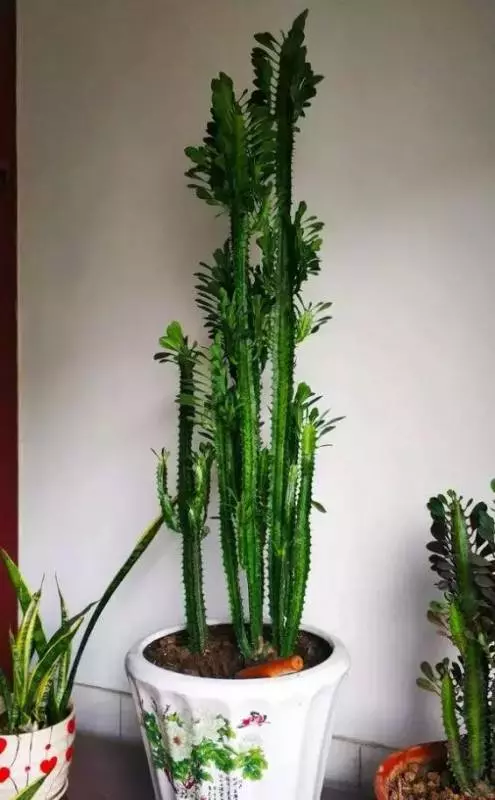 過年了,客廳擺上這3種花,鎮宅事業旺,還能淨化空氣,沒有的趕緊買