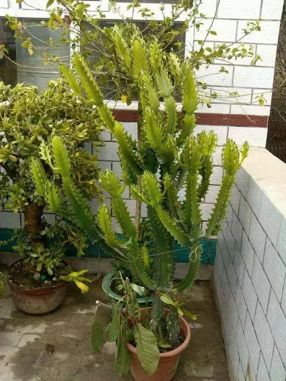 過年了,客廳擺上這3種花,鎮宅事業旺,還能淨化空氣,沒有的趕緊買