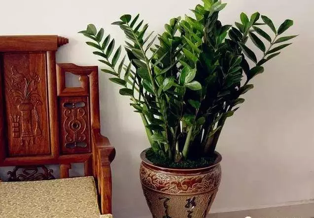 過年了,客廳擺上這3種花,鎮宅事業旺,還能淨化空氣,沒有的趕緊買