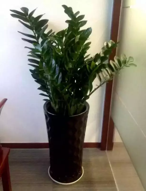 過年了,客廳擺上這3種花,鎮宅事業旺,還能淨化空氣,沒有的趕緊買