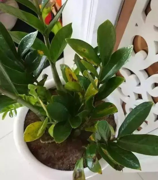 過年了,客廳擺上這3種花,鎮宅事業旺,還能淨化空氣,沒有的趕緊買
