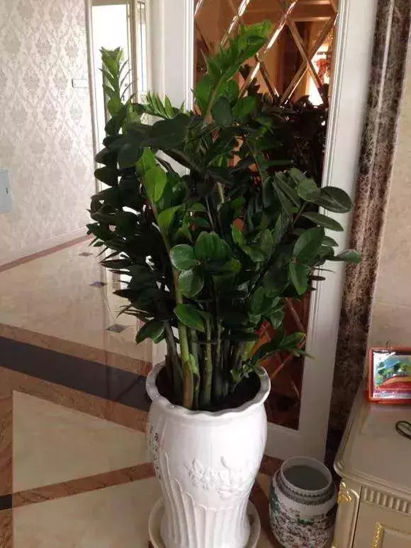 過年了,客廳擺上這3種花,鎮宅事業旺,還能淨化空氣,沒有的趕緊買
