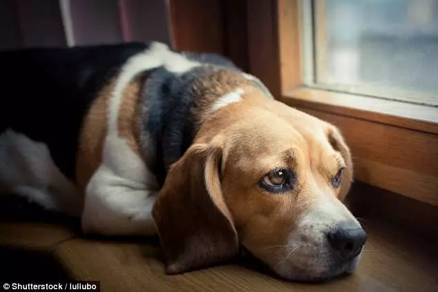 上班時間「留下愛犬獨自在家」,寵物科學家心疼發現:牠們承受著巨大的痛苦