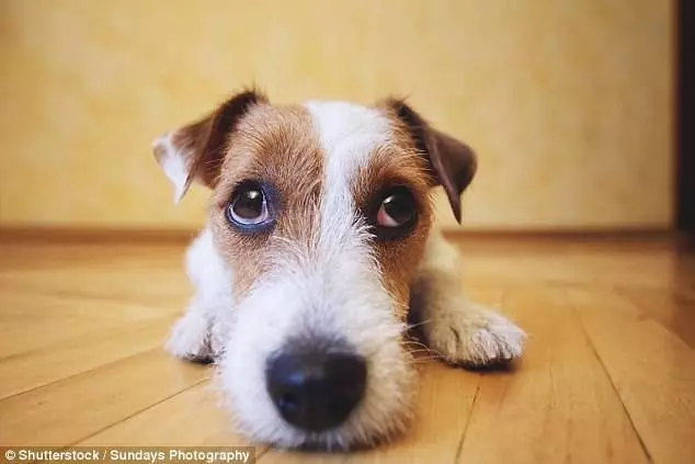 上班時間「留下愛犬獨自在家」,寵物科學家心疼發現:牠們承受著巨大的痛苦