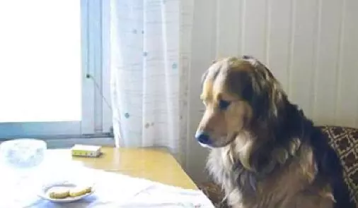 上班時間「留下愛犬獨自在家」,寵物科學家心疼發現:牠們承受著巨大的痛苦