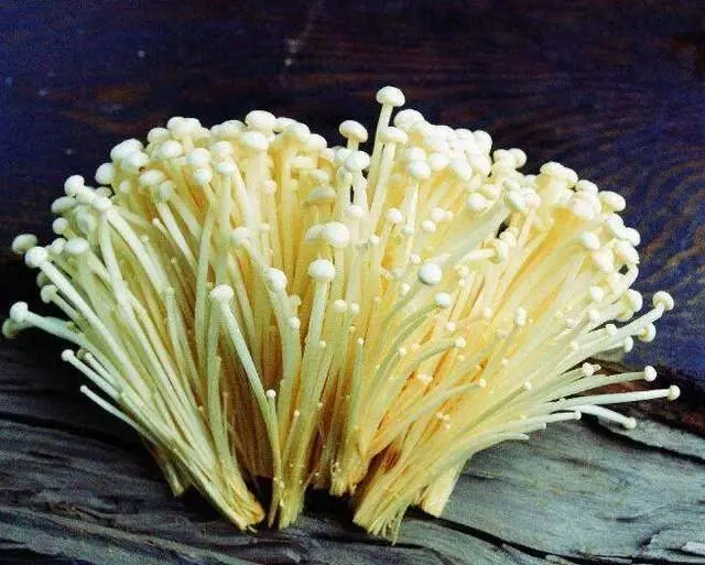 「金針菇頭」別再丟了,簡單幾步家種出金針菇,一周就有大豐收不信試一試