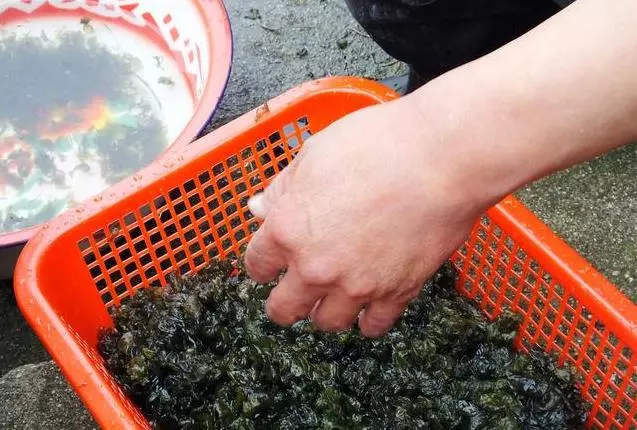 這種食物不能吃,毒性是砒霜的幾十倍,滾燙的開水都煮不死,很多人卻天天吃