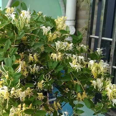 陽臺三盆花,藥費不用花,家家都該種一盆