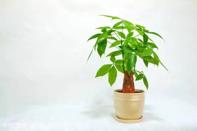 別的花你可以不養,這6種對身體有好處的花,一定要在家裡放一盆