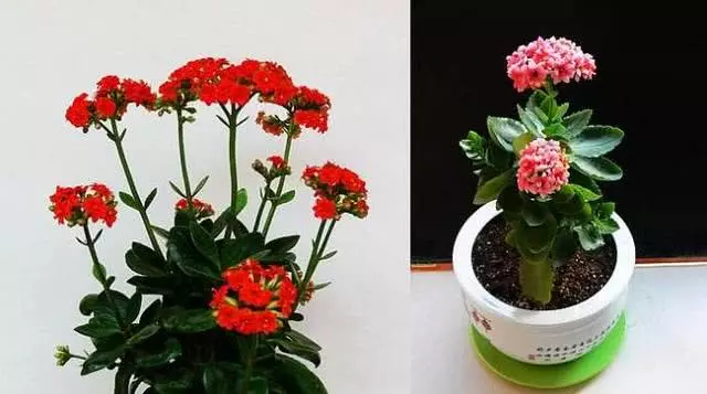 別的花你可以不養,這6種對身體有好處的花,一定要在家裡放一盆