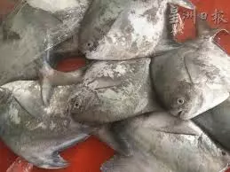今年別吃了,斗底魚漲價高達100%