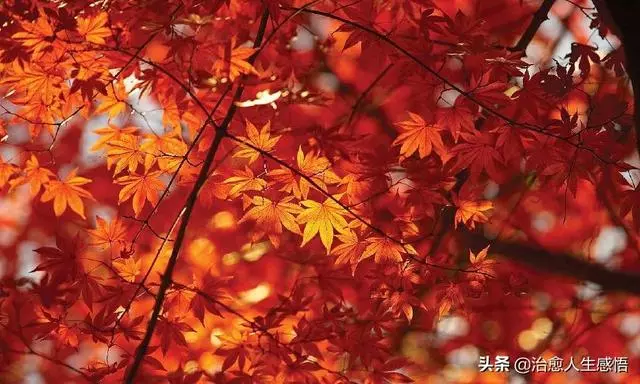 人這一生,貴在心安!